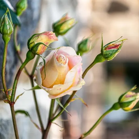 Maison De La Bonne Vie 4* Therondels