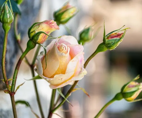 Maison De La Bonne Vie 4* Therondels